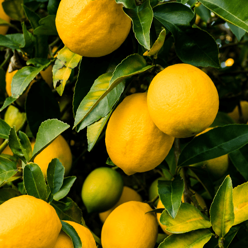 dwarf lemon tree