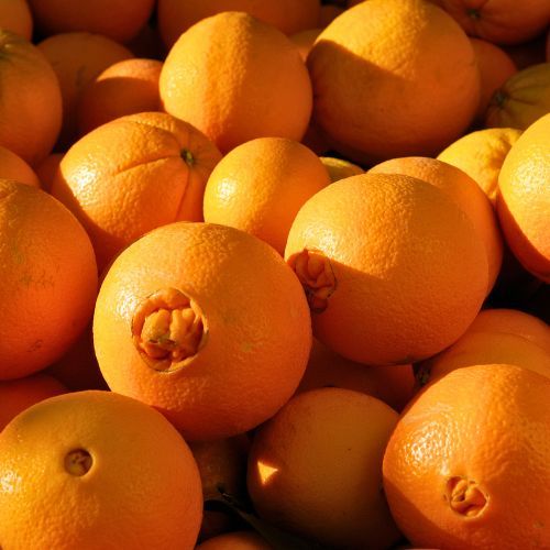 dwarf navel orange tree dwarf navel orange tree