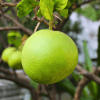 shaddock pomelo