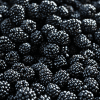 Blackberry with Thorns
