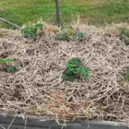 straw bale growing