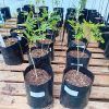 moringa