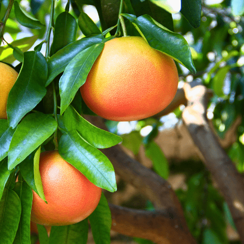 Grapefruit Trees