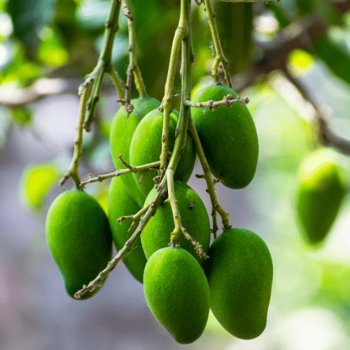 Joa Mango