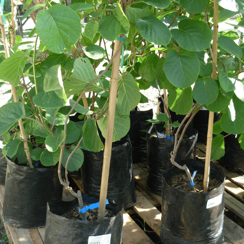 Kiwi vine Male