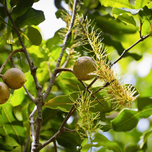 Macadamia Trees