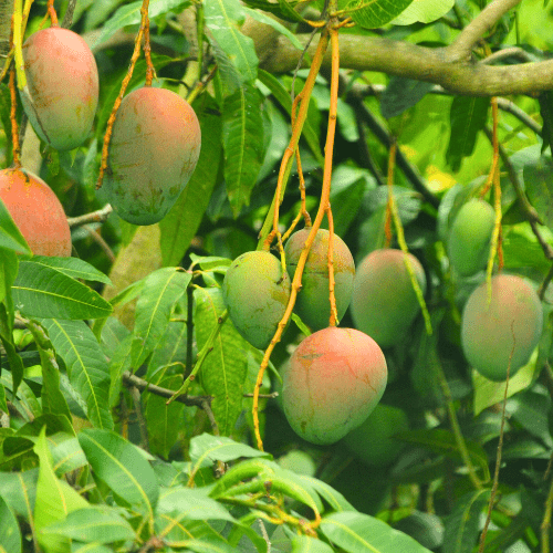 Mango Trees