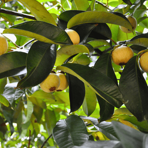 Mangosteen Tree