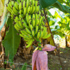 Plantain banana