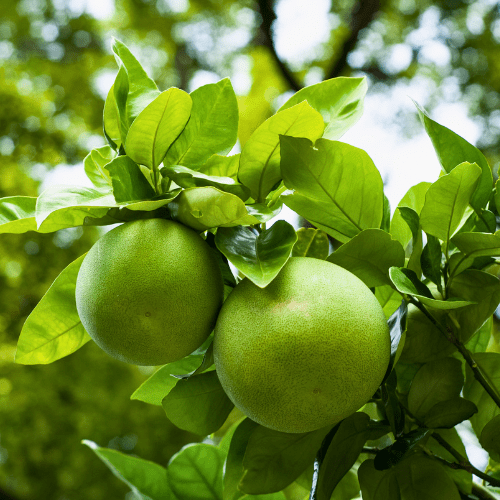 Pomelo Trees