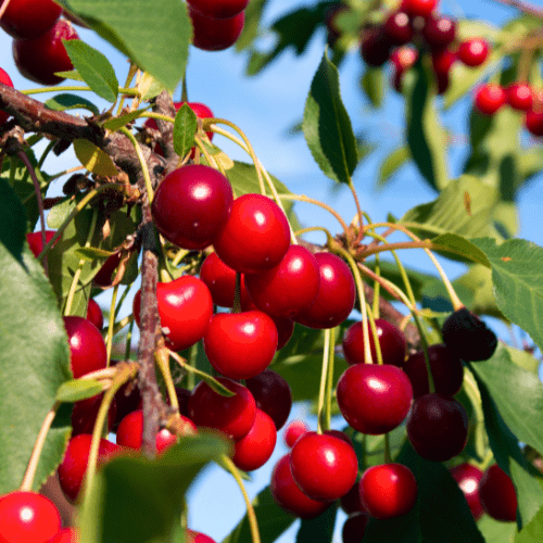Cherry Trees