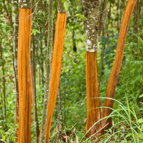 Cinnamon Trees