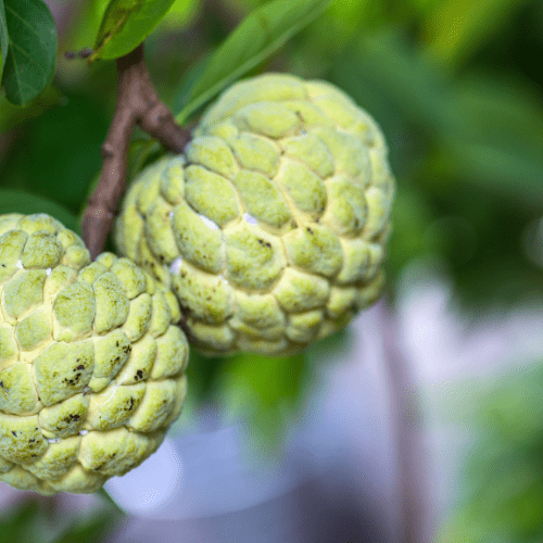 Custard Apple