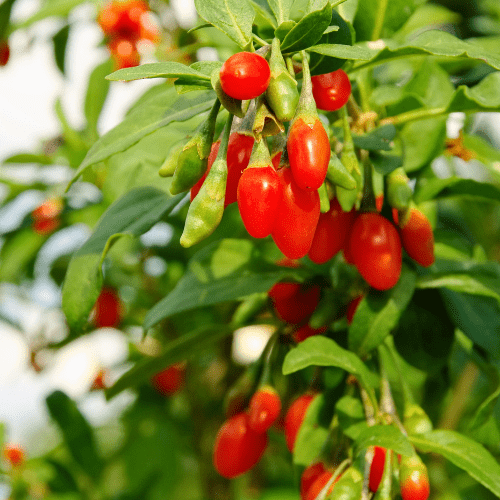 Goji Berry Plant