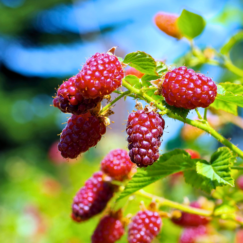Tayberry Plant