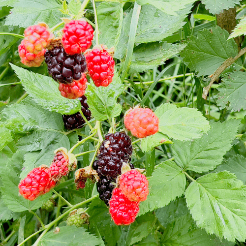 Youngberry Plant