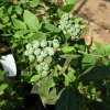 Blueberries