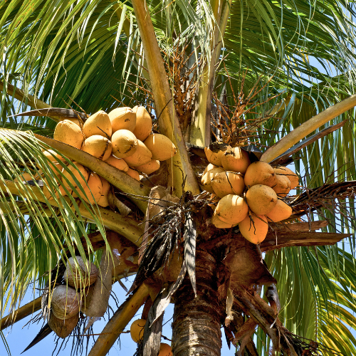 dwarf coconut tree