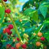 thornless red raspberry