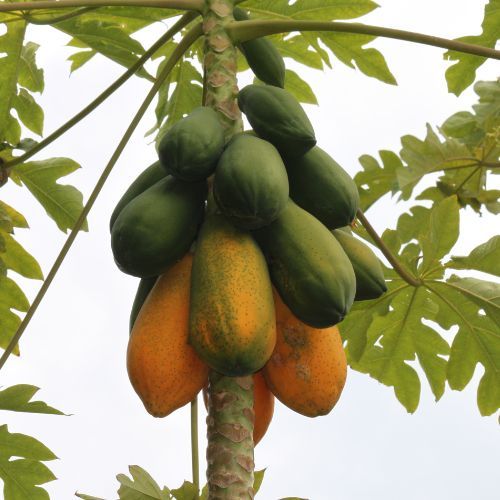 Papaya