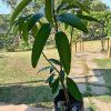 Triple grafted Mango Trees