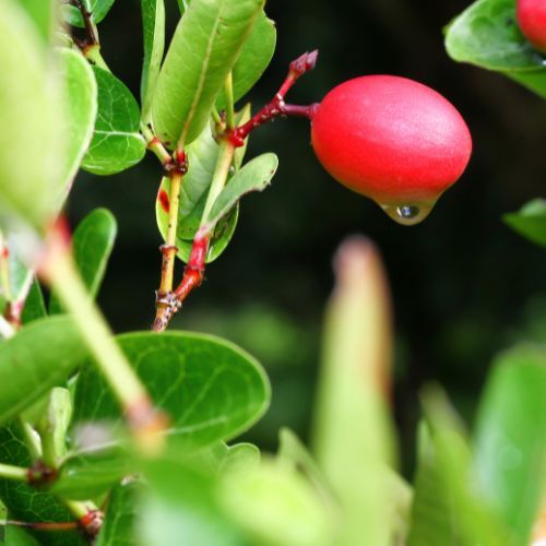miracle berry fruit