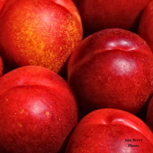 August Red nectarine