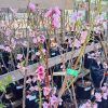 peach blossoms