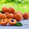 Alpha Apricot Tree