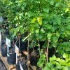 Apricot trees