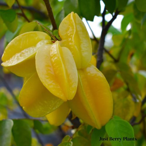 Star Fruit