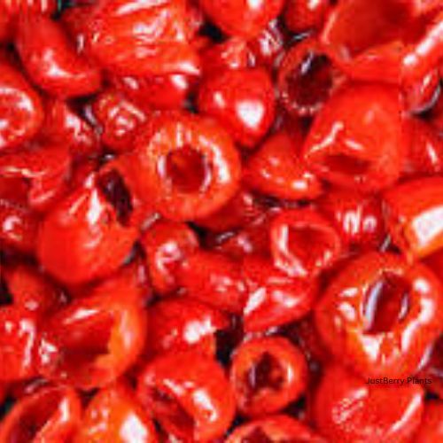 pepperdew plant