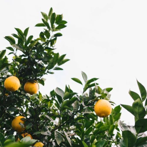 Bahianinha Navel Orange