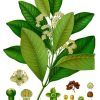 Allspice Tree