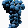Alphonso Lavelle Grape
