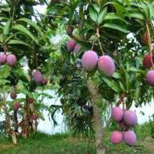 Black Stone mango