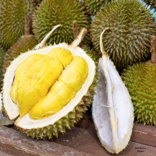 Durian fruit
