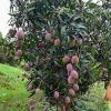 Red indian mango