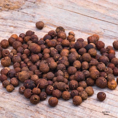 allspice