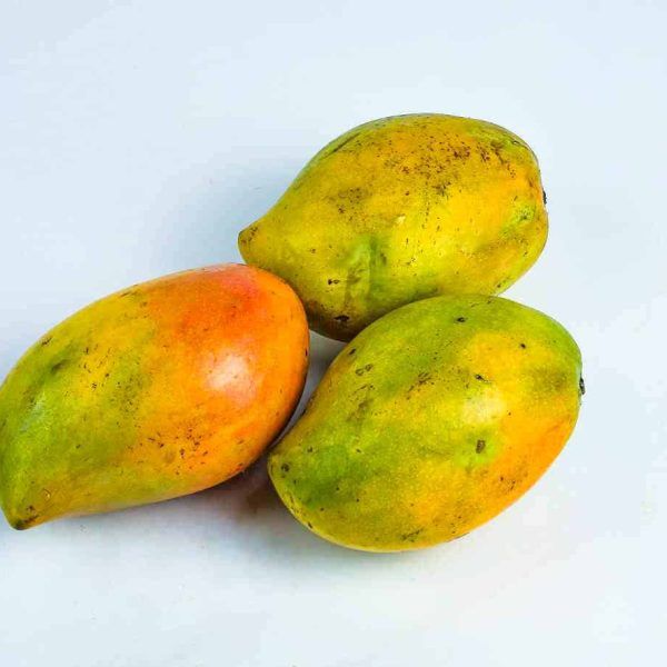 ngowe mango fruit