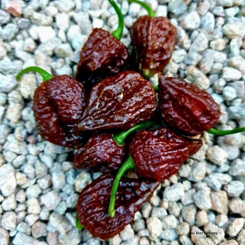 Bhutlah Chocolate Chilli