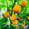 Carolina Reaper Yellow