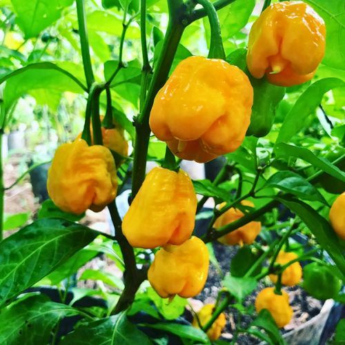Carolina Reaper Yellow