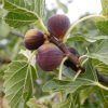 Col de Dame Grise' Fig tree