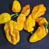 Ghost Chilli Yellow