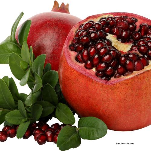 Purple Heart Pomegranate