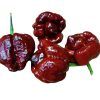 Trinidad Maruga Scorpion