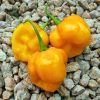 Yellow Brain Strain Chilli pepper