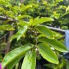 soursop leaves