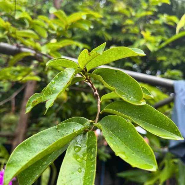 soursop leaves